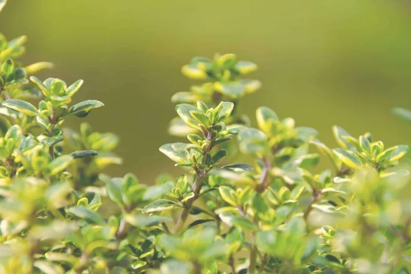 Aceite Esencial de Tomillo Tuyanol (Thymus vulgaris L.)