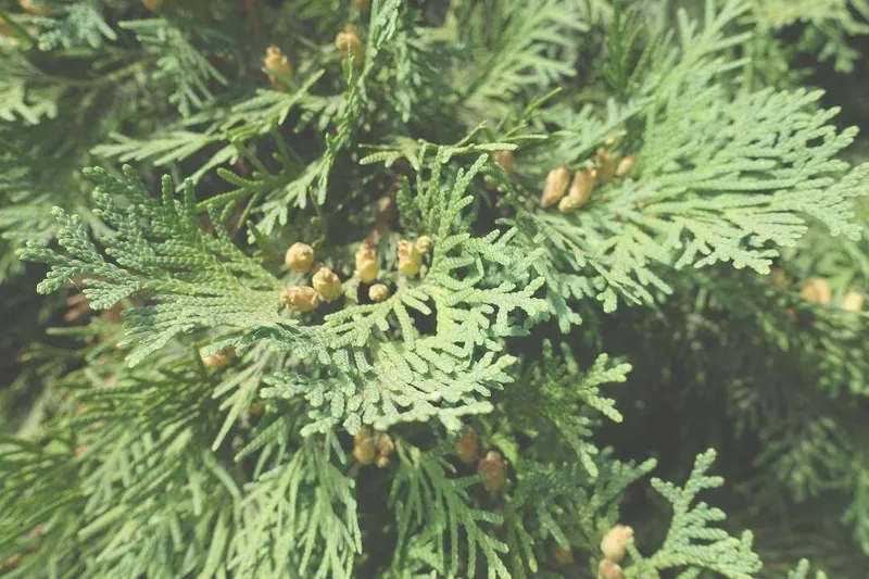 Aceite Esencial de Tuya (Thuja occidentalis L.)
