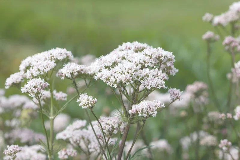 Aceite Esencial de Valeriana (Valeriana officinalis L.)